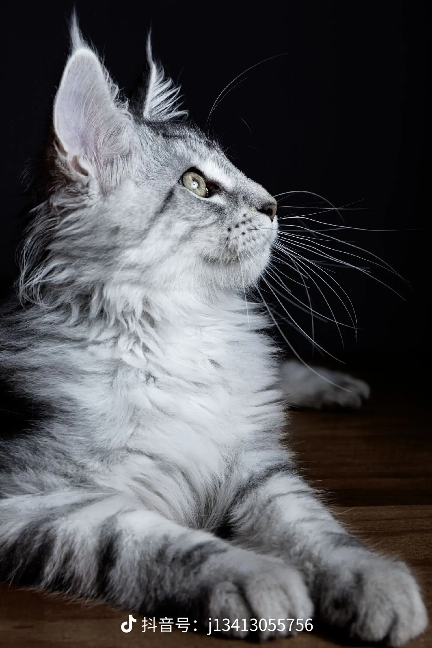 缅因猫咪温顺亲和